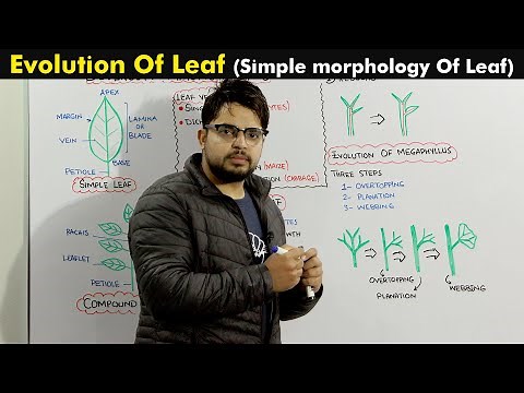 Evolution Of leaf (Leaf morphology and Venation)