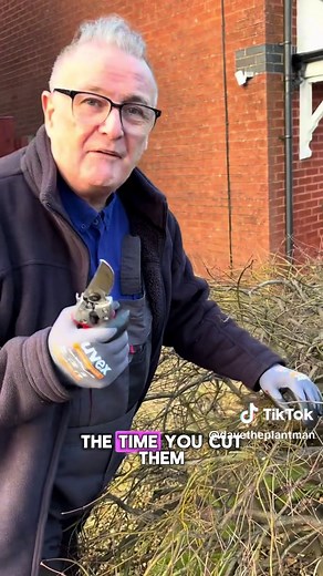 Pruning Japanese Acer Trees: Best Tips and Timing