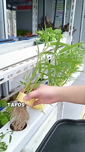 Simple Setup: Reusing Growing Media with No Electricity or Cocopeat! 🙌 #hydroponicsystem #gardeningisfun #gardeningtools #gardeninglove #hydroponicstowergarden #hydroponicstowers #hydroponicstower #hydroponicsfarming #gardeninglife #hydroponicsfarm #urbangardeningideas #gardeningideas #gardening #gardeningtips #gardening101 #seminarhydroponics #hydroponicstore #hydroponics #hydroponicsvegetables #hydroponicsupplies #hydroponicsystems #hydroponicsstore #hydroponicssupply #bulacanhydroponicssuppl