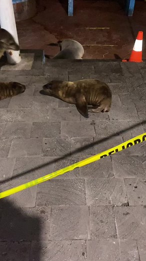 I think I witnessed sea lion child abuse. #HolidayYourWay #PCInsidersReport #galapagos #sealife #sealion