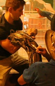 Giving A 17 foot Python a shot at Colorado Gators Reptile Park @coloradogatorfarm | Wild Charles