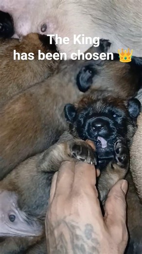 Say hi to Cujo - Belgian Malinois Puppies