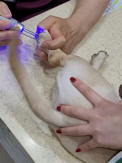 韓國寵物在沒有藥物的情況下,使用動物皮膚專用激光(OROLASER)治療皮膚。 www.orolaser.com #OROLASER、#动物医院、#小狗皮肤激光、#动物皮肤激光、#动物皮肤病、#猫皮肤病、#激光、#小狗归病、 #小狗过敏性皮肤炎· #动物肛门囊炎· #遗弃犬 #动物医疗中心 #防弹少年 #动物皮肤激光 #动物激光治疗, #许家印, #王健林, #马化腾, #马云, #杨惠妍, #碧桂园, #钟珊珊, #张艺明, #罗宾·詹, #杰克马, #王伟, #陈颖琳, #王全富, #徐航, #王雯雯, #黄石林, #刘向阳, #芳康, #钱邦, #钟熙朱安, #王来春, #徐希慧, #张之东, #吴亚俊, #陈建华, #费建华, #兽医