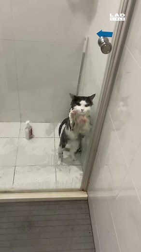 Cat tries in vain to claw his way out of shower time 🤣 🎥 @viralhog | Cat
