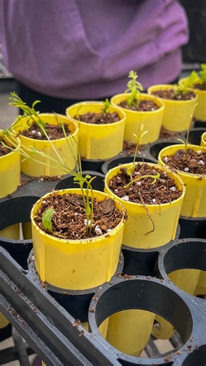 4.3K views · 116 reactions | Woolly milkweed update! Since receiving...