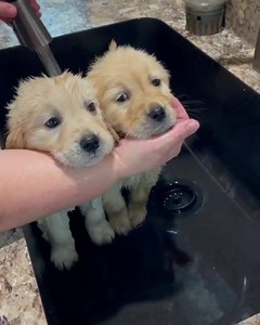 Spa time 💖 (IG: @ironhillretrievers) | LightInTheBox