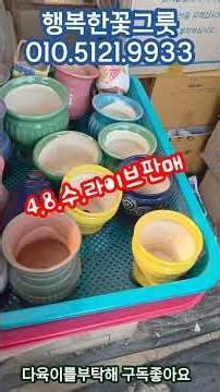 행복한꽃그릇 010.5121.9933 #다육이 #다육식물 #다육이들 #다육화분 #다육이 #다육 #다부댁 #라이브예고 #다육이화분