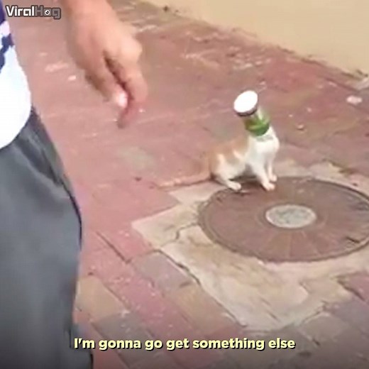 This cat's reaction to a man patiently rescuing him is classic cat 😂 ViralHog | UNILAD