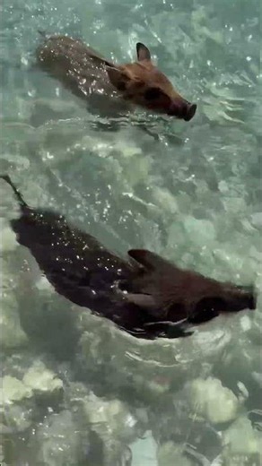 Wild Boars having a beach day with humans