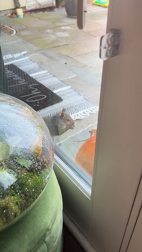 Pro tip: Add a layer of river stones on top of your planted bulbs. It looks beautiful and keeps those hungry squirrels from digging in. 🐿️✨🌷#squirrel #plantingpots #falldecor #gargen #gardening #tulips #springplanting #gardenanimals #gardeninglove #animallove #fall #winter #winterdecor #animalloversofinstagram #squirrel🐿 | Margaretdidit