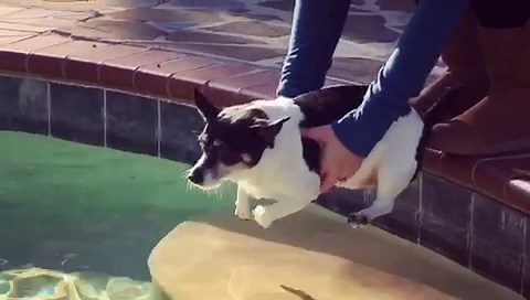 Adorable Paddling Pooch: Dog's Aquatic Skills Amaze Onlookers