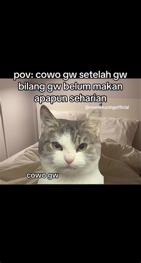 cewe: ya makanya beliin!!!😡 #memekucingofficial #midskuy #memekucing