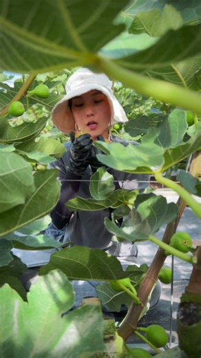 🚨 영암 무화과 보이면 무조건 달려가세요!