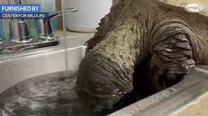 REFRESHING! 🐢 This snapping turtle is enjoying a satisfying drink of water as he recovers at the Center for Wildlife in Maine. The turtle suffered a significant shell fracture when he was hit by a car recently. Get well soon, buddy! https://bit.ly/2ZODLWu | WMUR-TV