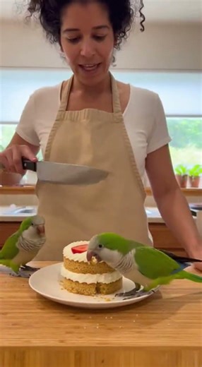 Monk Parakeet (Quaker Parrot) Screams Dont Ignore Its Loud Warning