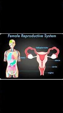 Easiest way to draw #female reproductive system #class10 #class12th#neet