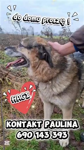HAGI - on również kolejną zimę spędza w schronisku 😥❄️❄️❄️ Prosimy o dom dla niego, chociażby tymczasowy - na ten zimowy czas.. 💙 Hagi to duży, około 6-letni psiak o wspaniałym charakterze, który uwielbia spędzać czas z człowiekiem. Podczas spacerów grzecznie chodzi przy opiekunie i cieszy się każdym momentem bliskości. W kontaktach z innymi psami jest spokojny i neutralny. Ze względu na wiek i dużą budowę ciała jego stawy powoli dają się we znaki, dlatego szukamy dla Hagi ciepłego i spokojneg