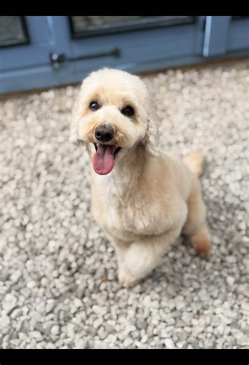 Such a happy boy strutting his stuff after his fresh haircut 😍 #labradoodle #doggroomer #prettydog #dogsoftiktok #lovedogs