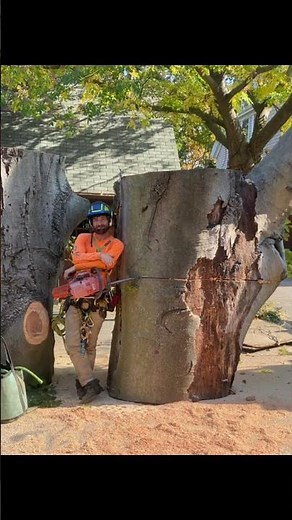 Cleveland TX's Best Tree Removal Service