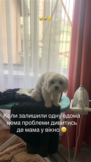 Дивись як я можу #друзі #puppy #pets #найкращі #підпишись #розваги #cute #собаки #dog #тренды