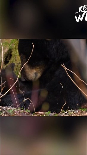 9.1K views · 155 reactions | The first campers of the season will arrive in just a few weeks. Until then, a young family makes regular visits to the campsite, where they have food, water, and forest cover. #Camping #Wildlife #Nature #Family #Outdoors | Real Wild | Facebook