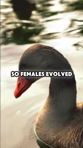 The Genius Design Behind Duck Mating #evolution #biology #wildlife