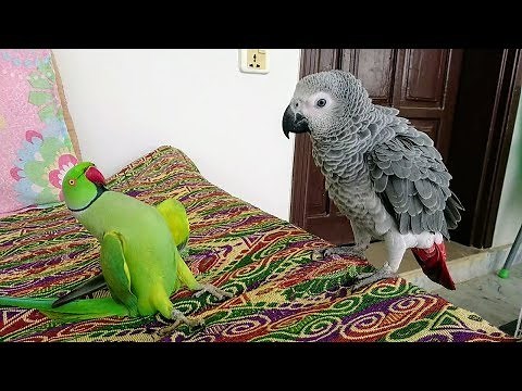 Indian Ringneck Greet African Grey Parrot
