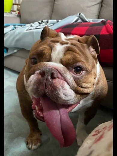 Adopt-A-Bull: Lyla & Blue are ready for their forever home #adopt #bulldog #bff