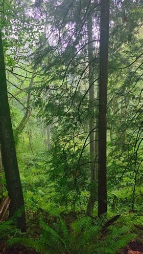 Rainy Forest Weekend Lo-Fi 🫗🎶 Music to help you find your chill