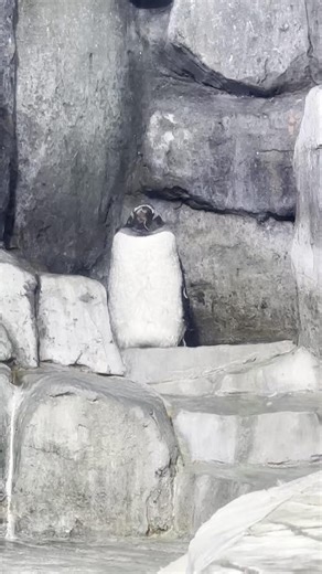 6.7K views · 84 reactions | This sound except it's just our penguins...