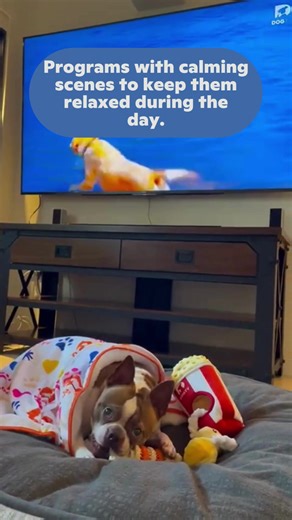 Love, comfort, and entertain your dog with a 24/7 stream of scientifically proven programming. Download the app and start watching for FREE today! | DOGTV