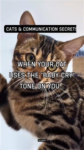 When your cat uses the “baby cry” tone on you