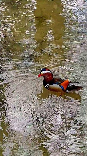 🦆 "A living rainbow on the water!" A mandarin duck drake swims along the stream #birds