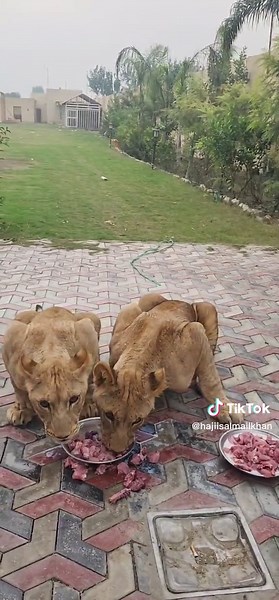 Lions Dining: A Glimpse into Their Natural Behavior