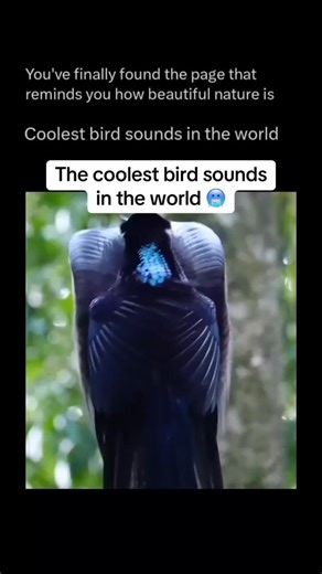 Exploring the Beauty of Nature on Instagram: "Follow @wondersofwildlife to learn more about nature, animals, oceans, and the most beautiful places on Earth. Coolest bird sounds in the world. Some birds don’t just sing they perform. From deep forest echoes to melodic whistles and surprising mimicry, each species has a sound that makes it truly unique. Watching them call out in their natural habitat feels like listening to nature’s own soundtrack; wild, soothing, and full of personality. These are