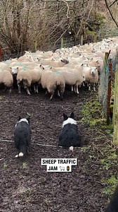 1.2M views · 33K reactions | Sheep Traffic Jam  | Sean The Sheepman | Facebook