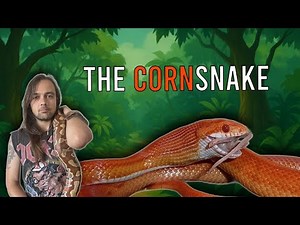 The CORN SNAKE Care Guide! 🐍