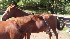We are taking you back to one of our first ever (and most popular) ESI videos! In this video, Dr Andrew McLean talks about the importance of group housing horses. Why is it so important to group house horses and what sort of problems can it help prevent? Watch the video below and don't forget to share it with your family and friends. 👌 http://bit.ly/ESIdiploma #ESI #EquitationScience #HorseTraining | Equitation Science International - ESI