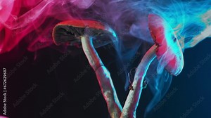 The Mexican magic mushroom is a psilocybe cubensis, a specie of psychedelic mushroom whose main active elements are psilocybin and psilocin - Mexican Psilocybe Cubensis. An adult mushroom with spores.