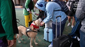 10K views · 395 reactions | Therapy dogs make the rounds at the Portland International Airport every week, but their Christmas-time service is special. Flyers might be especially stressed during the busiest travel week of the year. And the dogs put on their finest Christmas attire for the occasion. Read more: https://www.oregonlive.com/living/2022/12/therapy-dogs-visit-pdx-airport-every-week-for-christmas-they-wear-their-finest-sweaters.html | The Oregonian | Facebook