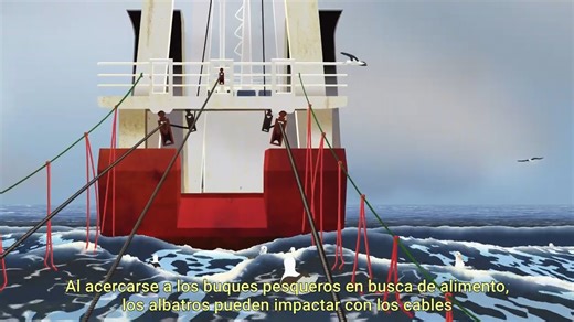 ‼¡ES MUY IMPORTANTE QUE VEAS ESTE VIDEO PARA AYUDAR A LAS AVES MARINAS!🌊🐦 ➡ Es muy importante que conozcas a aves marinas como el Albatros Real del Sur el cual pasa gran parte de su vida en el Mar Argentino. 🌊🇦🇷 🔵 Es aquí donde esta impresionante ave que vuela miles de kilómetros durante toda su vida y tiene una envergadura alar de aproximadamente 3 mts, se encuentra con las mayores amenazas de su población: Su interacción con la pesca comercial.🐟⚠ 👇👇¡Mirá el video completo y entérate d