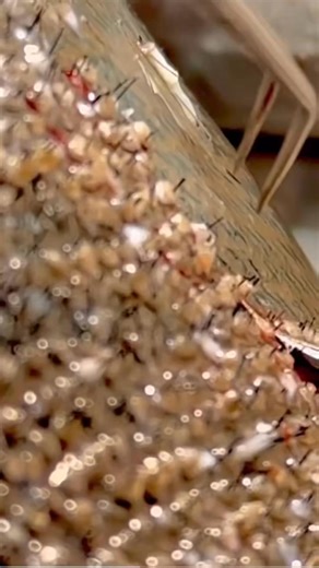 Tired of Losing Hair? You're Not Alone. 🧑‍🦲 Meet the breakthrough in hair regrowth – AlphaInfuse Hair Regrowth System. No side effects, no harsh chemicals, just pure science to restore your hair back. Formulated for men like you, battling hair loss. Our unique blend of Licorice Root Extract, Ginger Root, Black Sesame, and Citric Acid tackles the root cause of hair thinning. With micro-infusion technology, the ingredients penetrate deep into the roots for maximum absorption and faster regrowth.