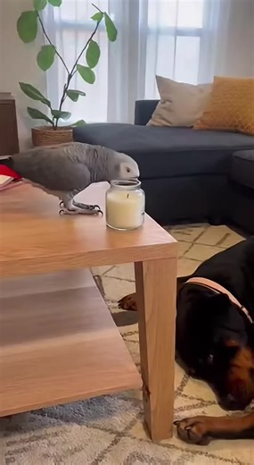 Episode 1: Bad Dog Adventures