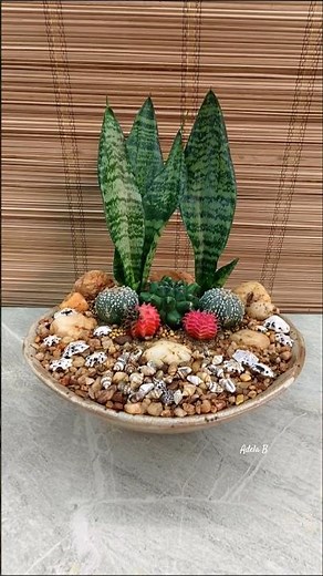 Simple Dish Garden Idea with Sansevieria & Cacti🌵#dishgarden #minigarden #sansevieria #cacti #diy