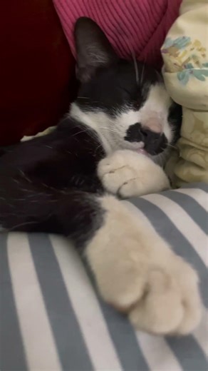 Sleep tight #vietnam #cat #petcat