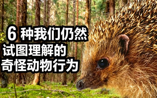 [中配]6种我们仍然试图理解的奇怪动物行为 - Tsuki