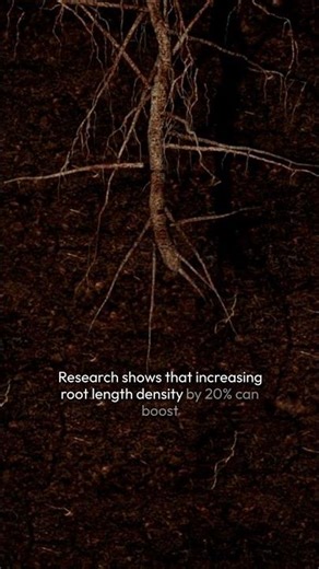 The Secret to Plant Growth Lies in the Roots