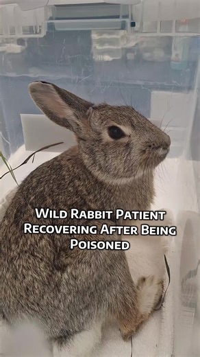 This wild rabbit’s journey is a powerful reminder of just how fragile—and resilient—wildlife can be! When this rabbit first arrived at our center, they were experiencing severe, uncontrolled tremors and were having difficulty being able to move after being exposed to a poison. It was a critical, life-threatening situation. Thanks to more than a week of intensive treatment, careful monitoring, and dedicated veterinary care, this rabbit is now showing strong signs of recovery. While they’re not ou