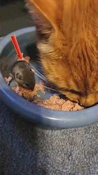Cute Pets: Hilarious Moments Of Sweet Rats #shorts