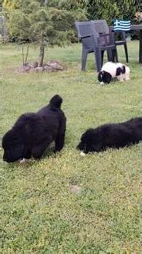 Ελληνικά ποιμενικα κουτάβια ΒΕΑ 3 #dog #puppy #doglife #σκύλοσ #cute #animals #dogstagram #love #sh